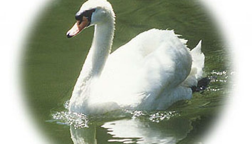 swan-jdw